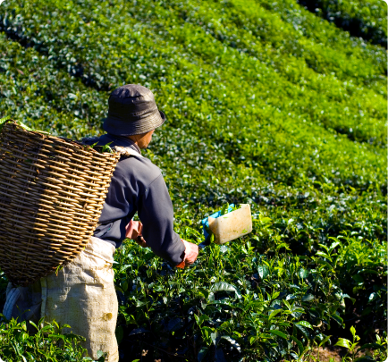 Kemitraan dan Produksi Bahan Baku